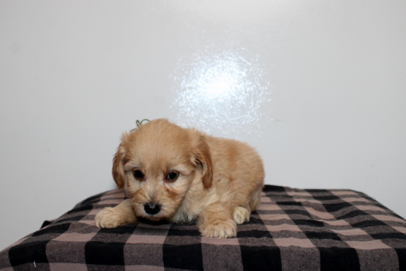 puppy, for, sale, Mini Golden Doodle F2B, Matthew B. Stoltzfus, dog, breeder, Gap, PA, dog-breeder, puppy-for-sale, forsale, nearby, find, puppyfind, locator, puppylocator, aca
